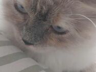 Heilige Birma Ragdoll Katze mink - Bochum Langendreer