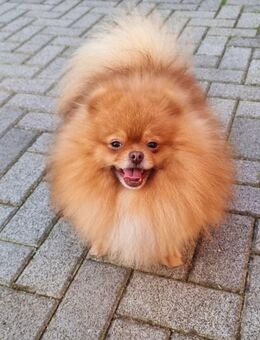 Pomeranian Rüde - Einhausen (Thüringen)