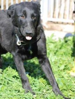 Ahyoka - verspielte Junghündin - Lohra