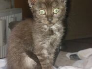 Maine Coon Mix Kitten - Wischhafen