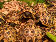 Griechische Landschildkröten NZ 2024 - Weißenfels