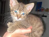 BKH Mischlings Kitten an Bestplatz - Hechingen