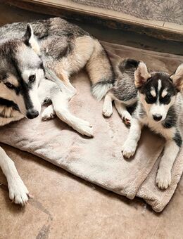 Husky-Border-Mix - Schwedt (Oder)