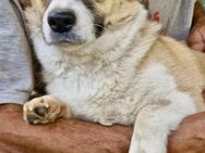 Lilu muss dringend aus dem Shelter - Koblenz