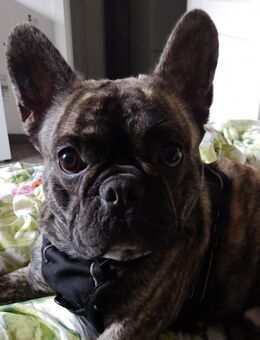 Suche ein neues Zuhause für meine französische Bulldogge - Niederzier