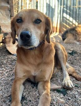 Liebenswerter Kanelos sucht sein Glück! - Krefeld