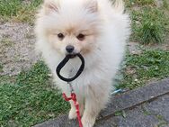 6 mon Pom weib. Sunny 900€ vhb - Mannheim