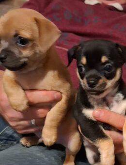 Verkaufe süße Chihuahua Rüden - Rostock