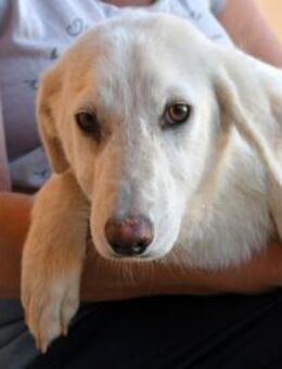 Gesuino sucht liebevolles Zuhause - Neuss