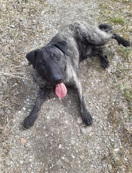 Liebevolle junge Mix Hund braucht neues Zuhause - München