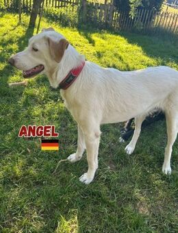 Angel - Sanfter Engel - Heppenheim (Bergstraße)
