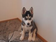 Hundewelpen Welpen husky , Welpen Hundebabys - Dortmund