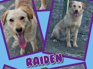 Toller Raiden auf Körbchensuche! - Nürnberg