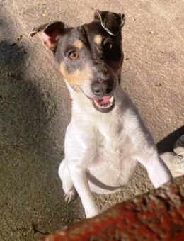 Luis ist so lieb und gutmütig - Laatzen