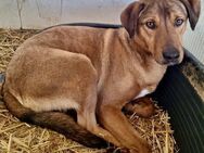 Timber - hübscher Rüde sucht ein Zuhause - Weilheim (Oberbayern)