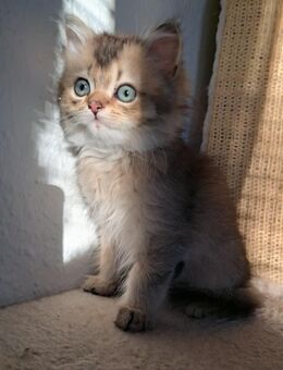 Britisch Kurzhaar und langhaar - Berlin Reinickendorf