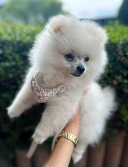 Pomeranian Zwergspitz - Soest