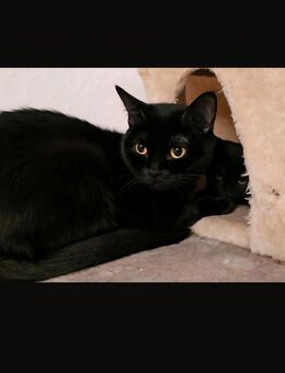 Bombay Katze - Dortmund Hangeney