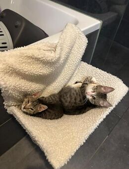 Willi; tapferes Einauge - Geilenkirchen