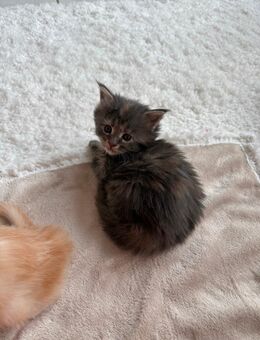 Süße XL Maine Coon Kitten wieder geboren - Wülfrath Zentrum