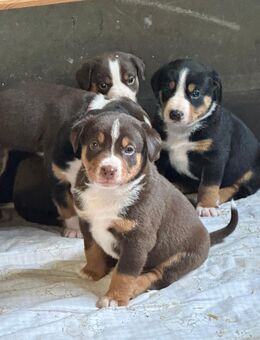 Appenzeller Sennenhund Welpen - Tecklenburg Zentrum