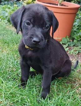 Ridgeback Labrador Welpen - Nottuln
