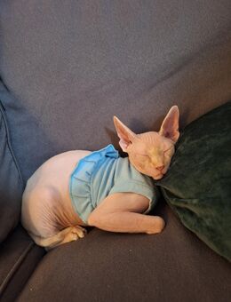 Sphynx Dame sucht liebevolles Zuhause 💔 - Berlin