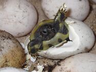 Griechische Landschildkröten Nachzuchten 2023 - Neresheim Zentrum