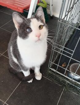 Tata sucht sein Zuhause - Ellerbek