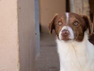 Liebevoller Hund Brian - München