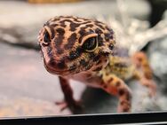 Schönes Black Night Leopardgecko Mädchen - Meckesheim