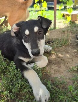 Caspar verspielter Junghund - Kallmünz