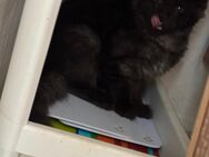 Maine Coon XXL Kitten dürfen ausziehen - Essen