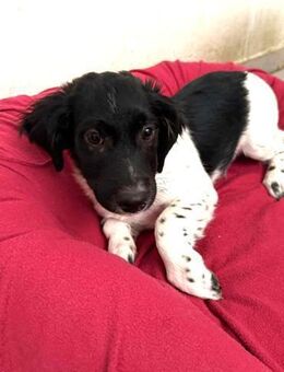 Anton Kokonimix Rüde 4 Monate in GR - Reutlingen