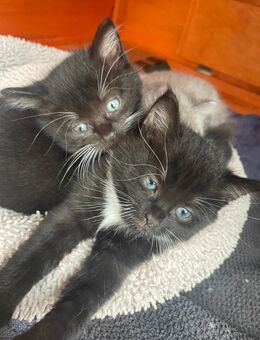 3 zauberhafte Maine Coon Mischlingskater suchen ein neues Zuhause - Rudersberg