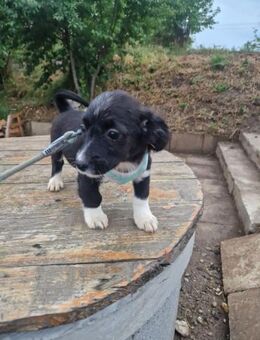Lenny sucht ein Zuhause - Winsen (Aller)