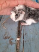ROSETTENMEERSCHWEINCHEN in 07950