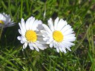 Gänseblümchen Samen weiß Gaenseblume Gänse Blümchen Rasen Wiese Zierblume Futterpflanze für Kleintiere Wiesenblume für Garten und Balkon wildflower garden Gartengestaltung Geschenk flower present Sonne Gänse - Pfedelbach