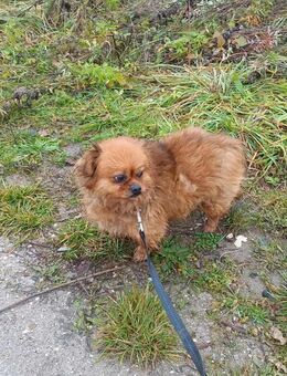 Harley - 6 Kilo sucht Geborgenheit - Grainau