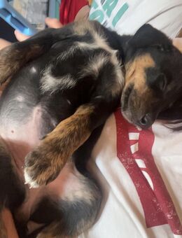 Border Collie Mix Welpen - Morsbach