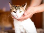 Isolde aus dem Tierschutz - Grevenbroich
