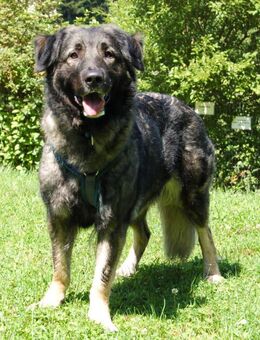 Milla - Mischling - 4 Jahre - Tierhilfe Franken e.V. - Lauf (Pegnitz) Zentrum