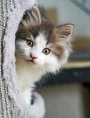 Maincoon kater in 97638