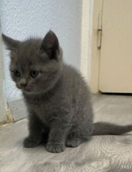 Britischen Katzen reinrassig - Mainz