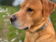 Labrador Retriever Bailey Deckrüde - Dietzhölztal