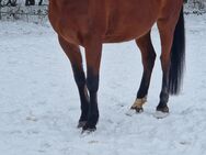 Reitbeteiligung Pferd sucht Mensch - Hagen (Stadt der FernUniversität)