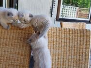 Süße reinrassige Ragdoll-Kitten - Burgdorf (Landkreis Region Hannover)