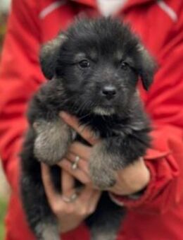 Süßer, kleiner Welpe 6 A - Kallmünz