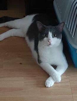 🐾Festivalkater sanfter Neve🌟🎶 - Eislingen (Fils)