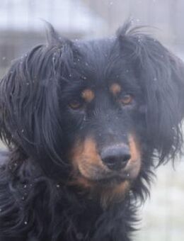 Serena - schüchtern und sehr freundlich - Lohmar